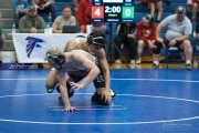 Wrestling Falcon Frenzy (BR3_4493)