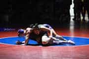 Wrestling Falcon Frenzy (BR3_4849)