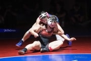 Wrestling Falcon Frenzy (BR3_4993)