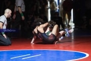 Wrestling Falcon Frenzy (BR3_5115)