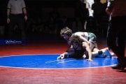 Wrestling Falcon Frenzy (BR3_5203)