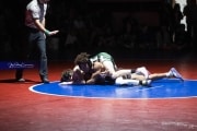 Wrestling Falcon Frenzy (BR3_5214)