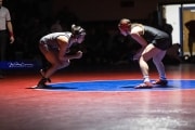 Wrestling Falcon Frenzy (BR3_5372)