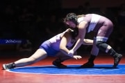Wrestling Falcon Frenzy (BR3_6157)