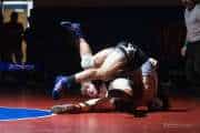 Wrestling Falcon Frenzy (BR3_6353)