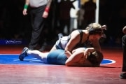 Wrestling Falcon Frenzy (BR3_6492)