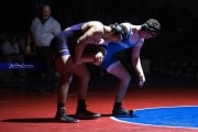 Wrestling Falcon Frenzy (BR3_6658)