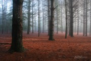 Pines I