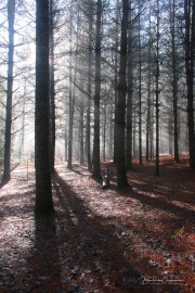 Pines II