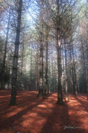 Pines III
