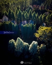 Backlight-Aerial-Mt-Wilson