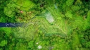 Bali-Rice-Terrace-Pano_