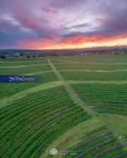McLaren-Vale-SR-Vine